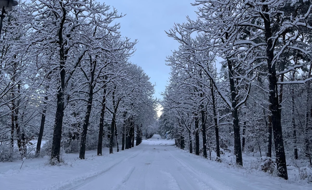 Eine verschneite Straße, gesäumt von Bäumen, führt zum Hotel Müggelseeperle in Berlin-Köpenick.