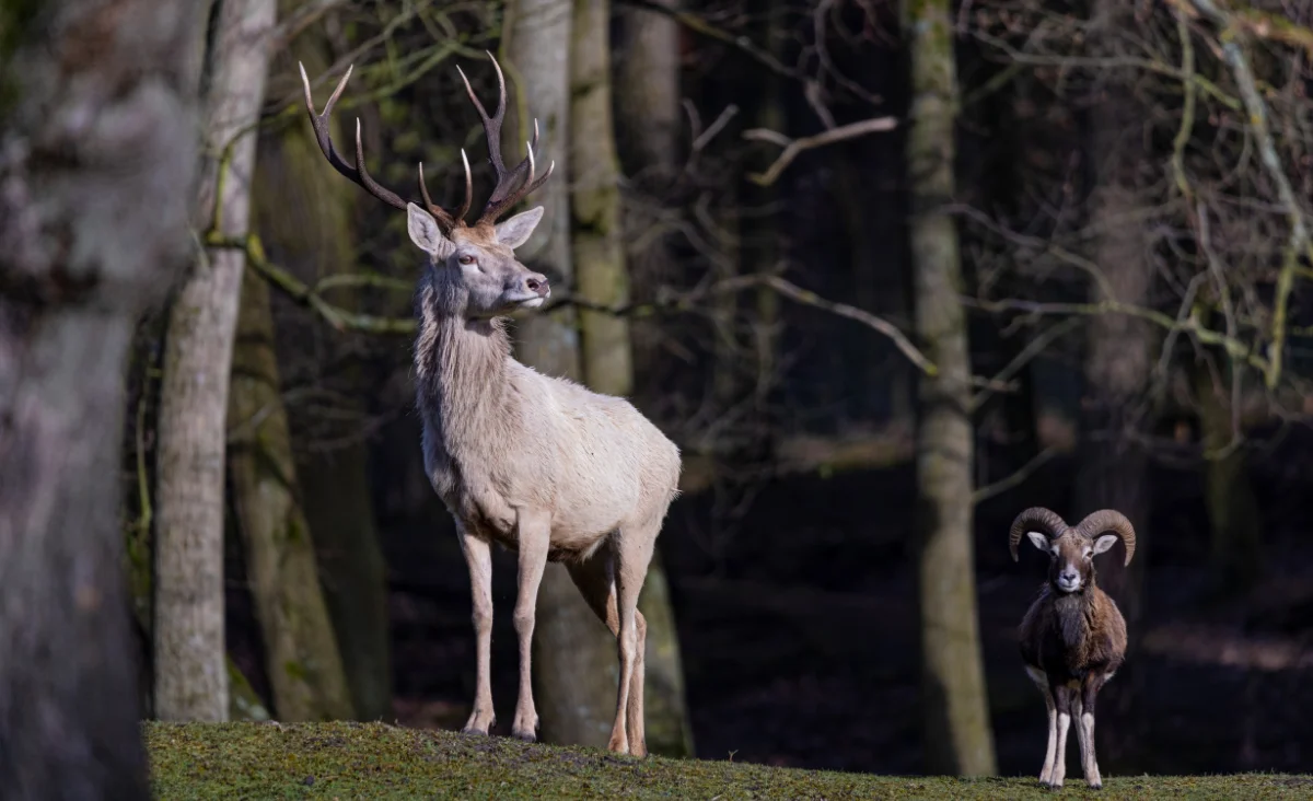 Ein großer Hirsch mit Geweih steht auf einer Lichtung vor Bäumen neben einem Mufflon mit gebogenen Hörnern
