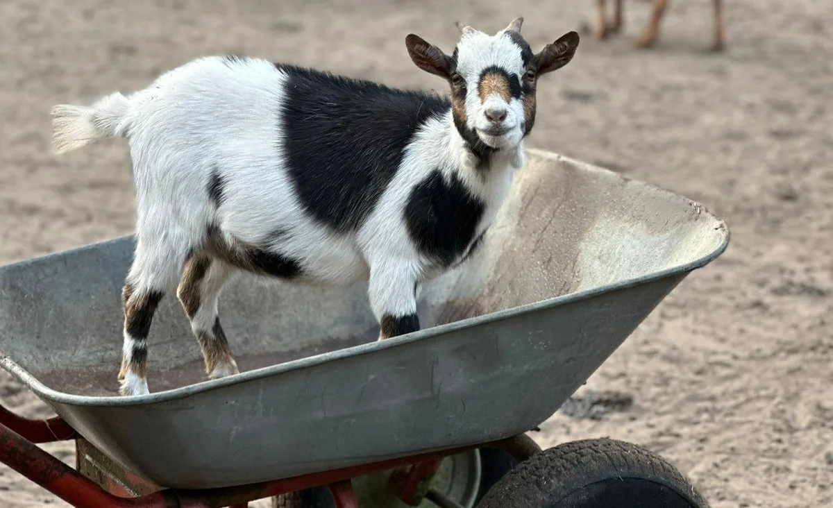 Zwergziege mit schwarz-weißer Fellzeichnung steht in einer Schubkarre auf sandigem Boden im Wildtierpark Johannismühle