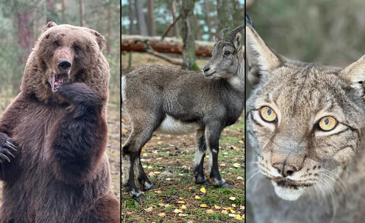 Drei nebeneinander angeordnete Fotos zeigen einen aufrecht stehenden Braunbären, eine Seitenansicht einer Gämsenart im Wald und eine Nahaufnahme eines Luchskopfes mit gelben Augen.